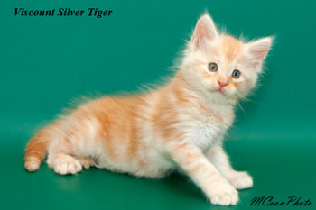    Silver Tiger 1,5 