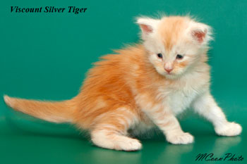    Silver Tiger 1 
