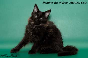    Panther Black 3 