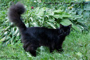    Panther Black 8 